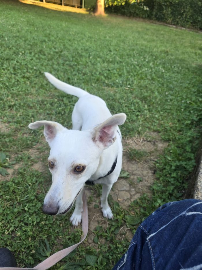 Bora 2anni kg10 salvata in stallo in prov di Bergamo