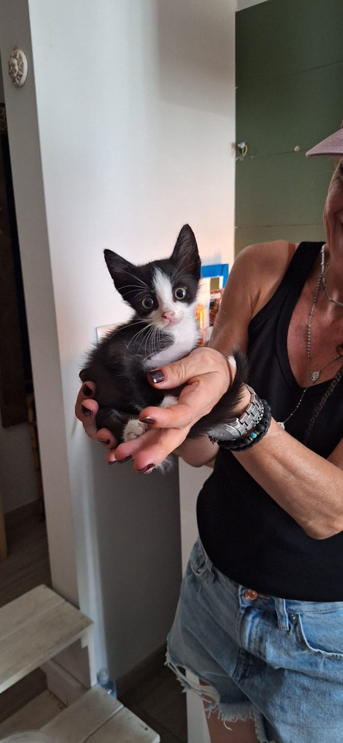 Whisky, un piccolo batuffolo