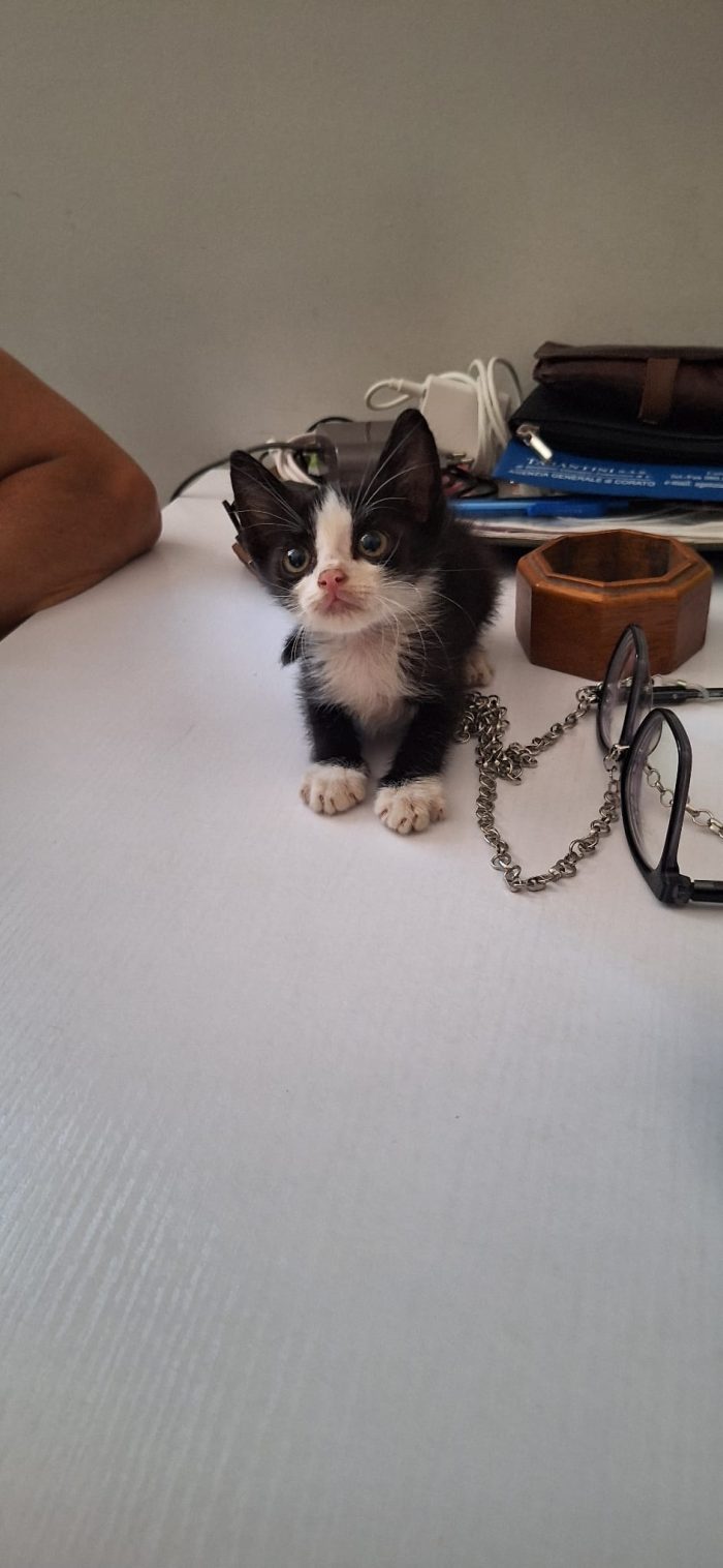 Whisky, un piccolo batuffolo