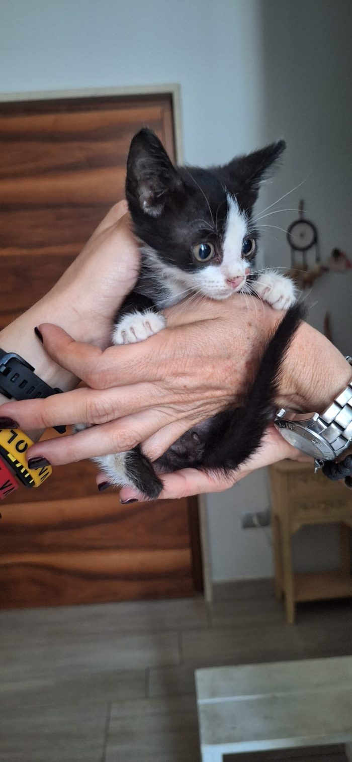 Whisky, un piccolo batuffolo