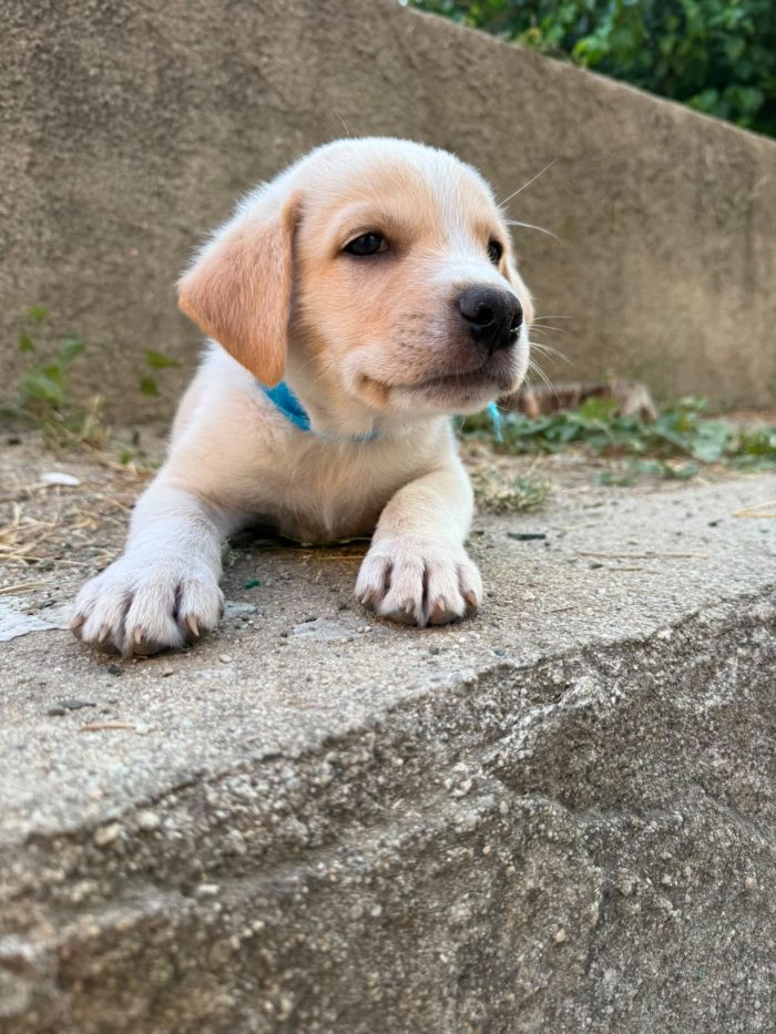 Miele dolce cucciolo simil labrador