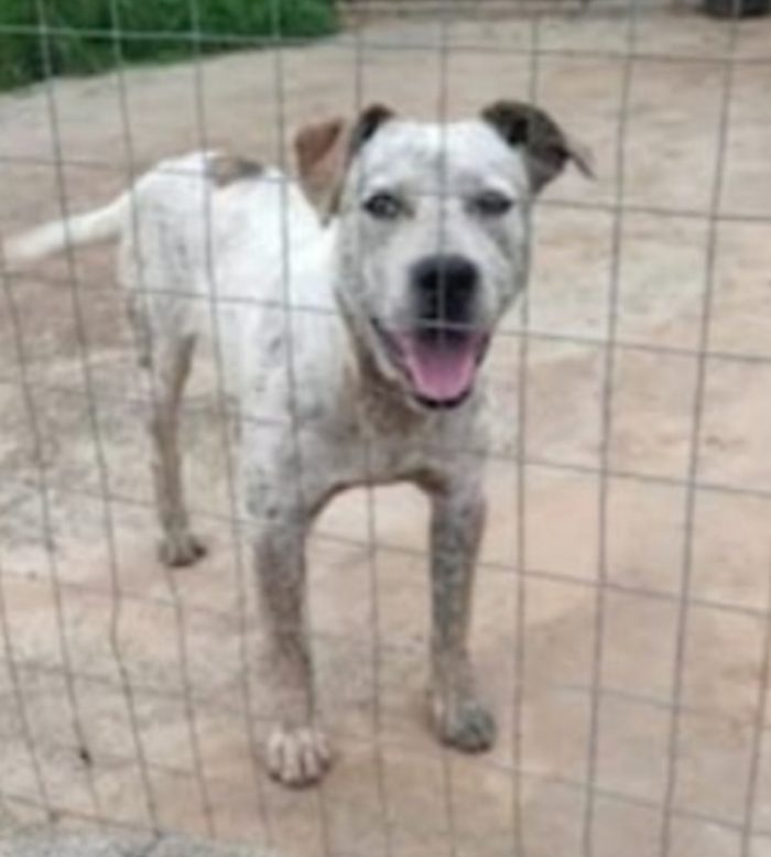 Mix molossino sui 3anni dal recinto al canile,buonissimo, COSENZA