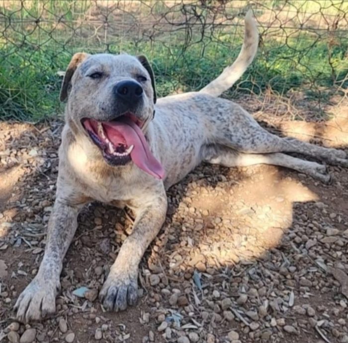 Mix molossino sui 3anni dal recinto al canile,buonissimo, COSENZA