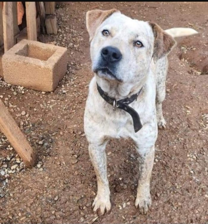 Mix molossino sui 3anni dal recinto al canile,buonissimo, COSENZA