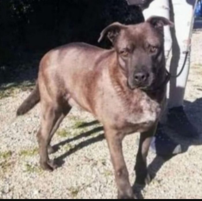 Ruben,curca 6anni,color nocciola..troverà mai casa?? LECCE