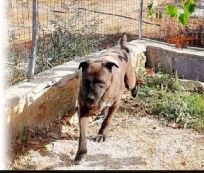 Ruben,curca 6anni,color nocciola..troverà mai casa?? LECCE