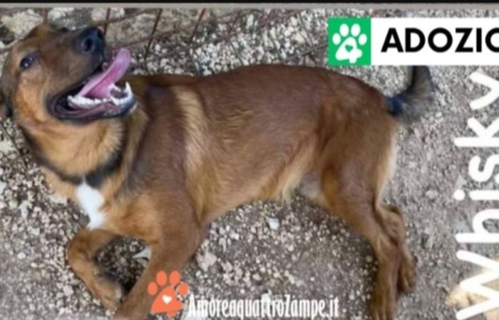 Maschio e femmina 1anno manto marrone aspettano da cuccioli. Prov.Foggia