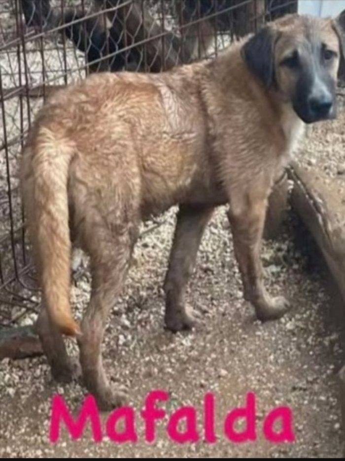 Maschio e femmina 1anno manto marrone aspettano da cuccioli. Prov.Foggia