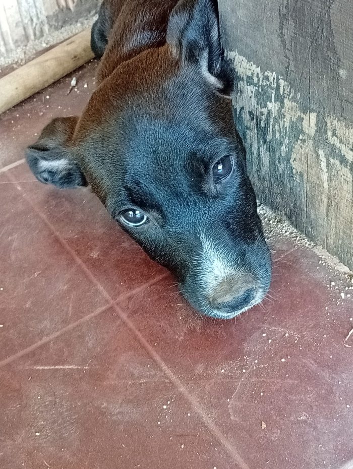 Jolie splendida dolce cucciola cerca casa