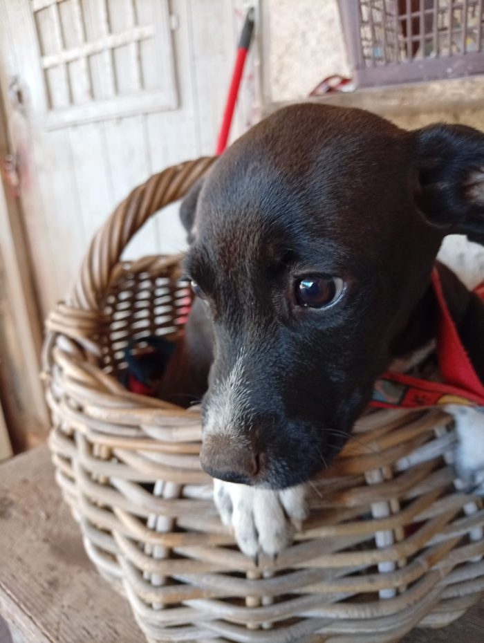 Jolie splendida dolce cucciola cerca casa