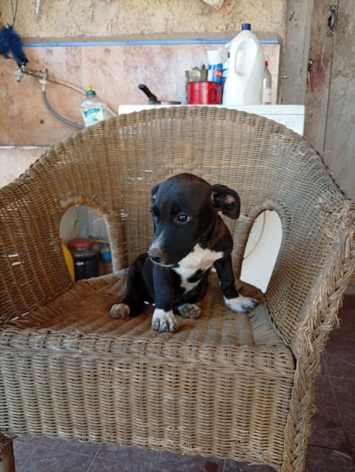 Jolie splendida dolce cucciola cerca casa - media 5