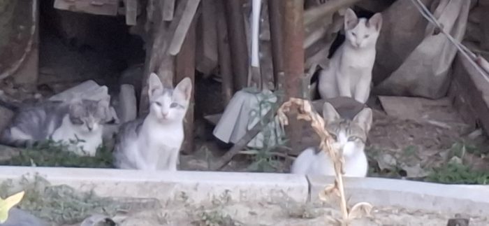3micini cuccioli 3mesi  e mamma ! CHI PUÒ AIUTARE ? URGENTE VOGHERA(PV)