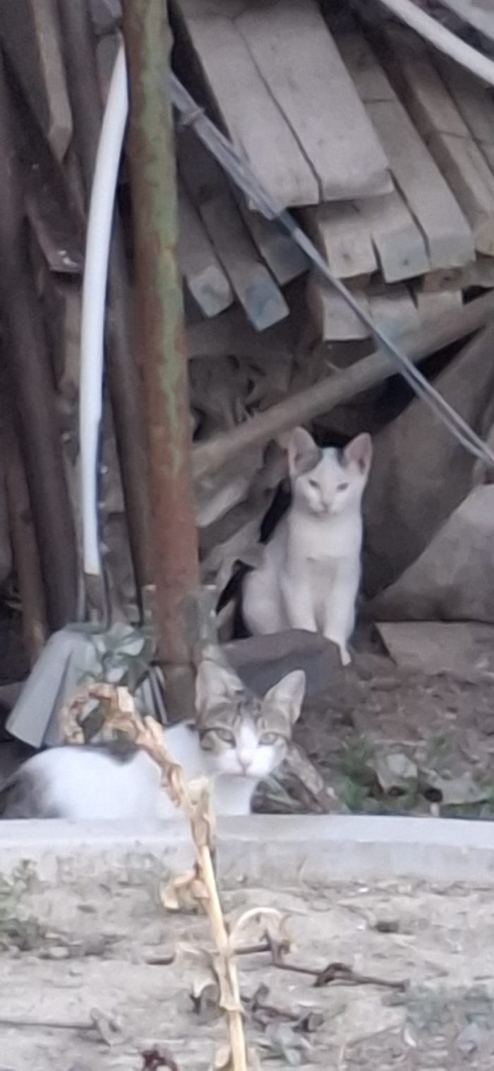 3micini cuccioli 3mesi  e mamma ! CHI PUÒ AIUTARE ? URGENTE VOGHERA(PV)