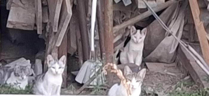 3micini cuccioli 3mesi  e mamma ! CHI PUÒ AIUTARE ? URGENTE VOGHERA(PV) - media 4