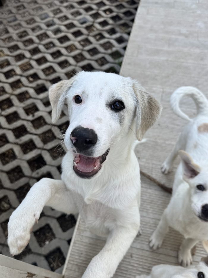 Grey cucciolo socievole 4 mesi taglia medio contenuta