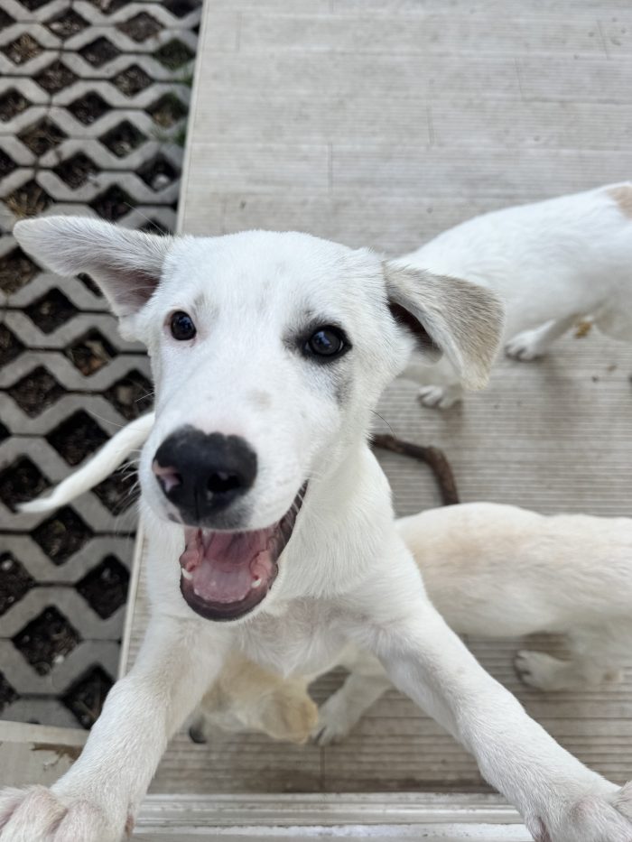 Grey cucciolo socievole 4 mesi taglia medio contenuta - media 4