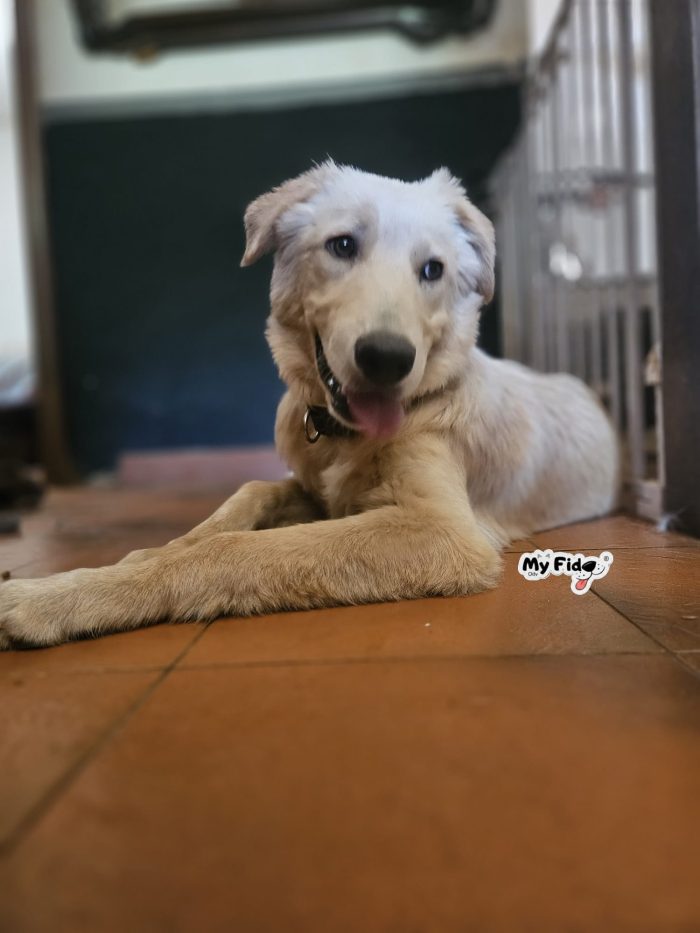 Zen, 5 mesi, ha già conosciuto fame e abbandono