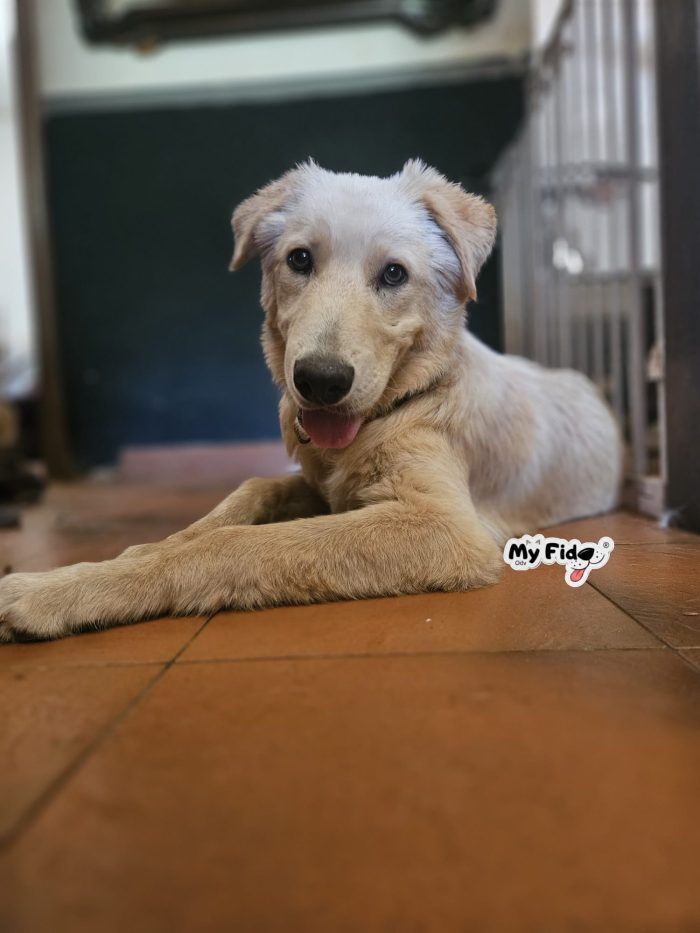 Zen, 5 mesi, ha già conosciuto fame e abbandono