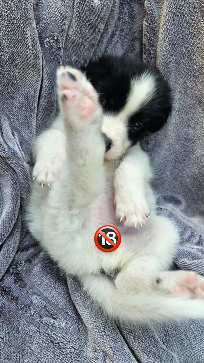 Luisa splendida dolce cucciola cerca casa