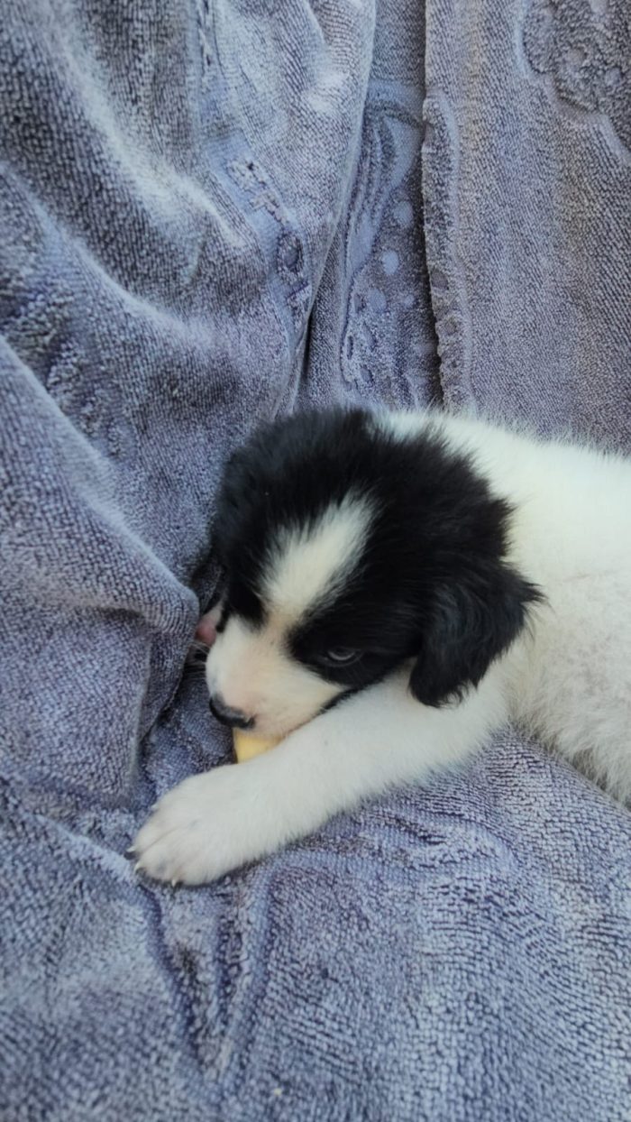 Luisa splendida dolce cucciola cerca casa