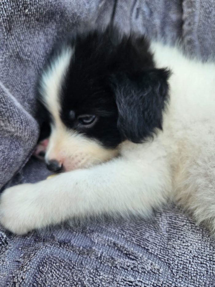 Luisa splendida dolce cucciola cerca casa - media 7