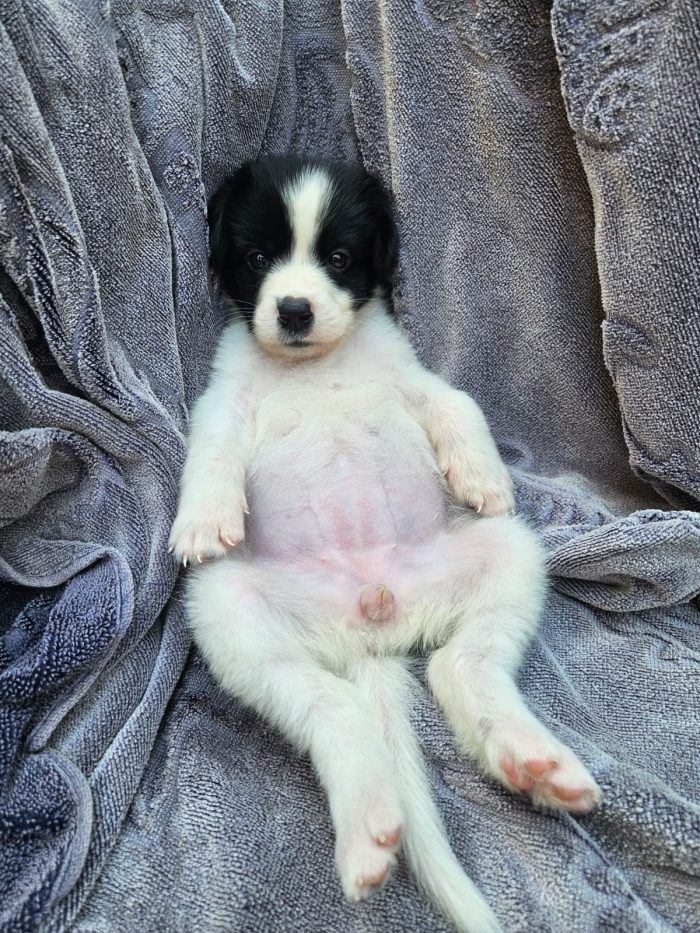 Luisa splendida dolce cucciola cerca casa