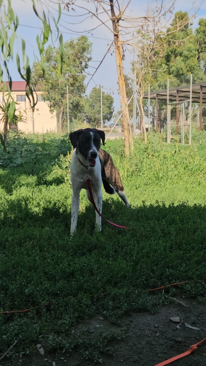 Kira splendida giovane cagnolina cerca casa