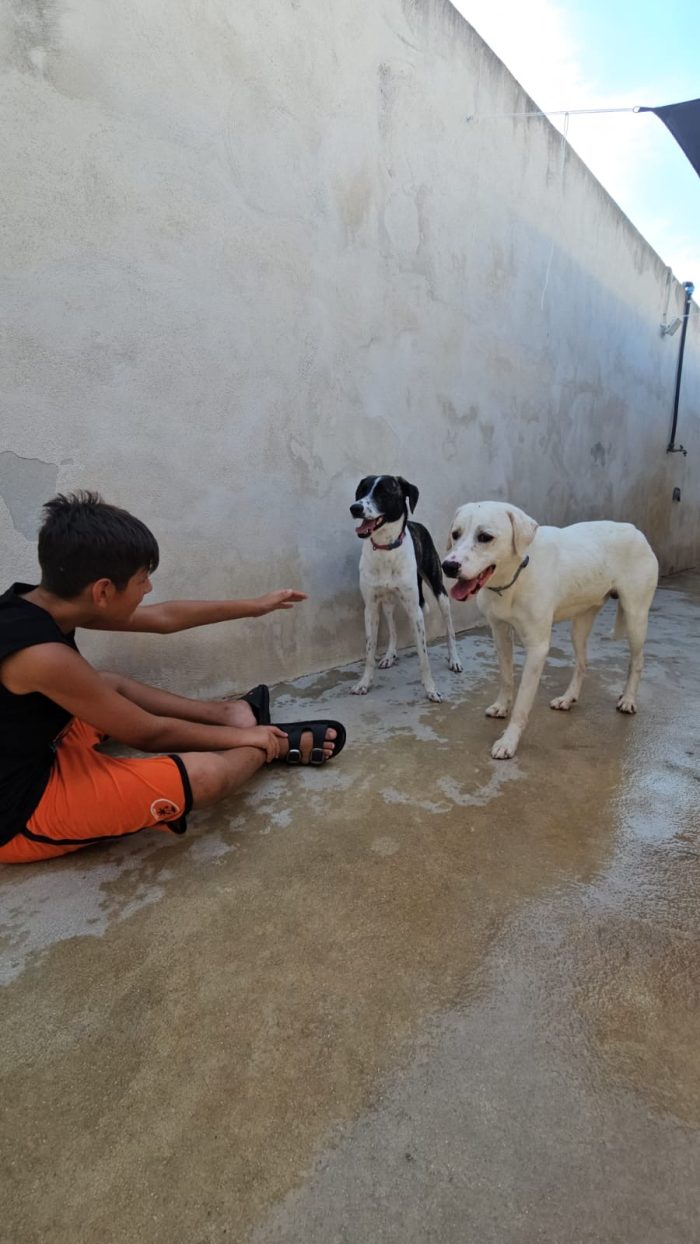 Kira splendida giovane cagnolina cerca casa - media 6