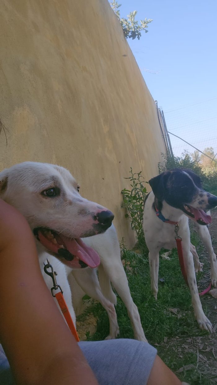 Kira splendida giovane cagnolina cerca casa