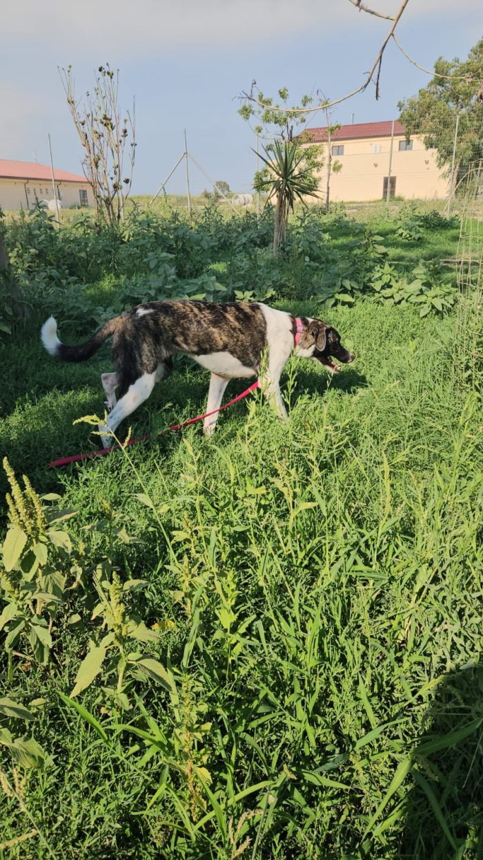 Kira splendida giovane cagnolina cerca casa - media 5
