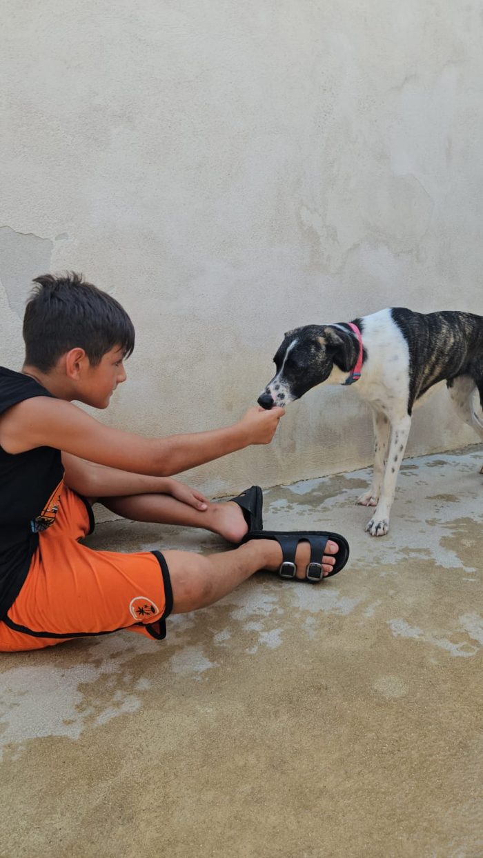 Kira splendida giovane cagnolina cerca casa - media 4