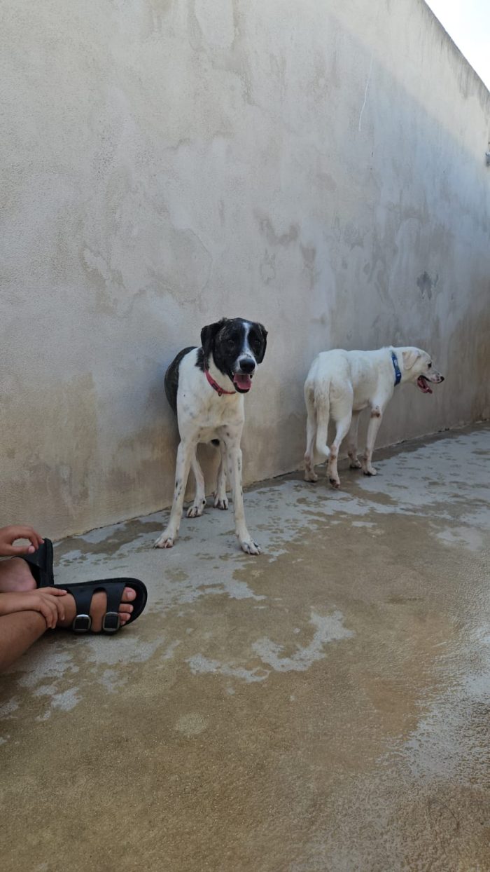 Kira splendida giovane cagnolina cerca casa - media 9