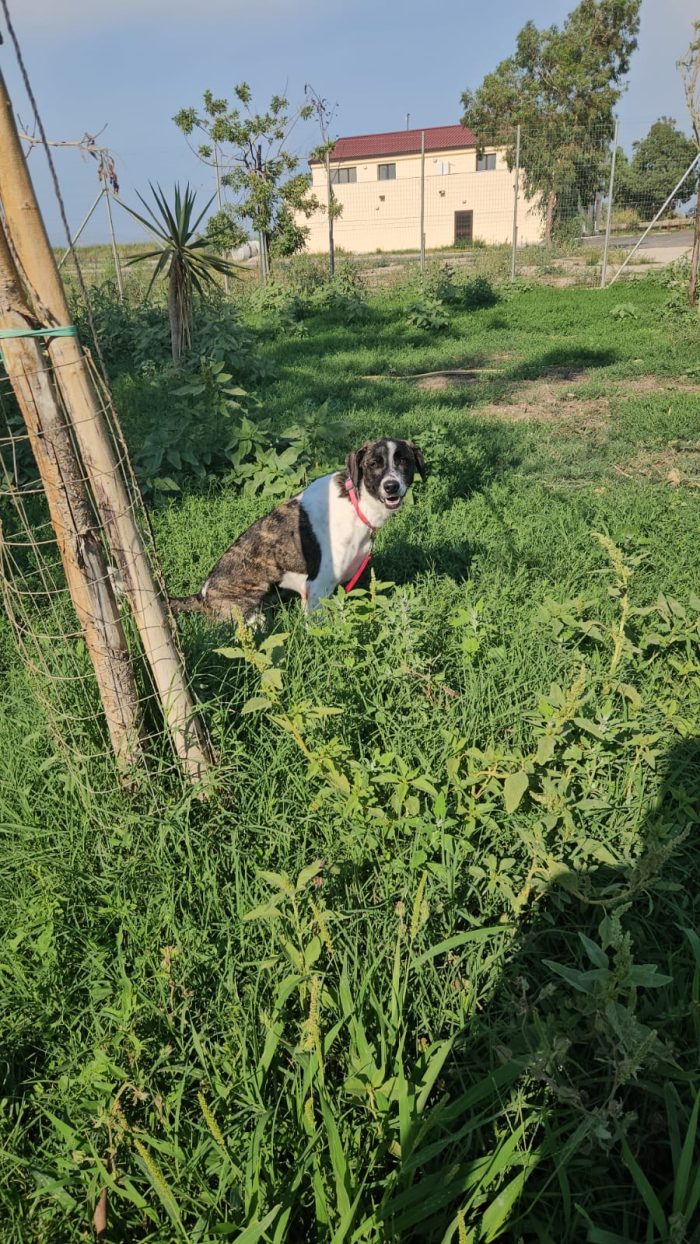Kira splendida giovane cagnolina cerca casa - media 7