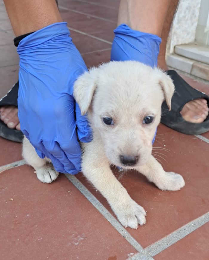 Maschietto 2mesi appena salvato! ADOZIONE SOLO IN SARDEGNA