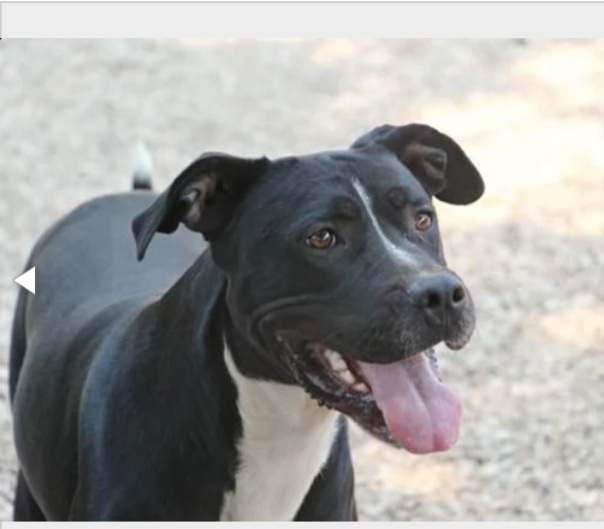 Pitbull adulto mollato 5anni fa legato ad 1albero..nessuno lo ha scelto! ROMA