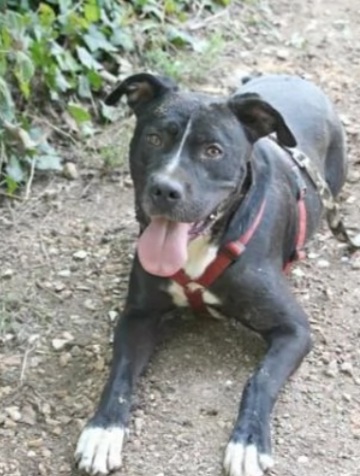 Pitbull adulto mollato 5anni fa legato ad 1albero..nessuno lo ha scelto! ROMA - media 4