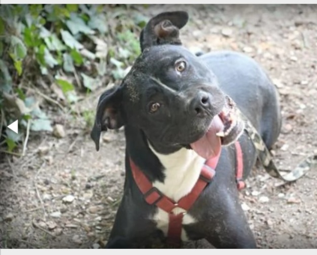 Pitbull adulto mollato 5anni fa legato ad 1albero..nessuno lo ha scelto! ROMA