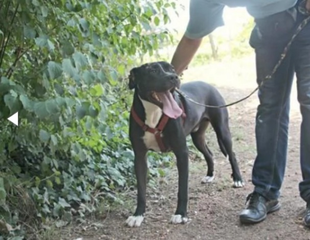 Pitbull adulto mollato 5anni fa legato ad 1albero..nessuno lo ha scelto! ROMA - media 5