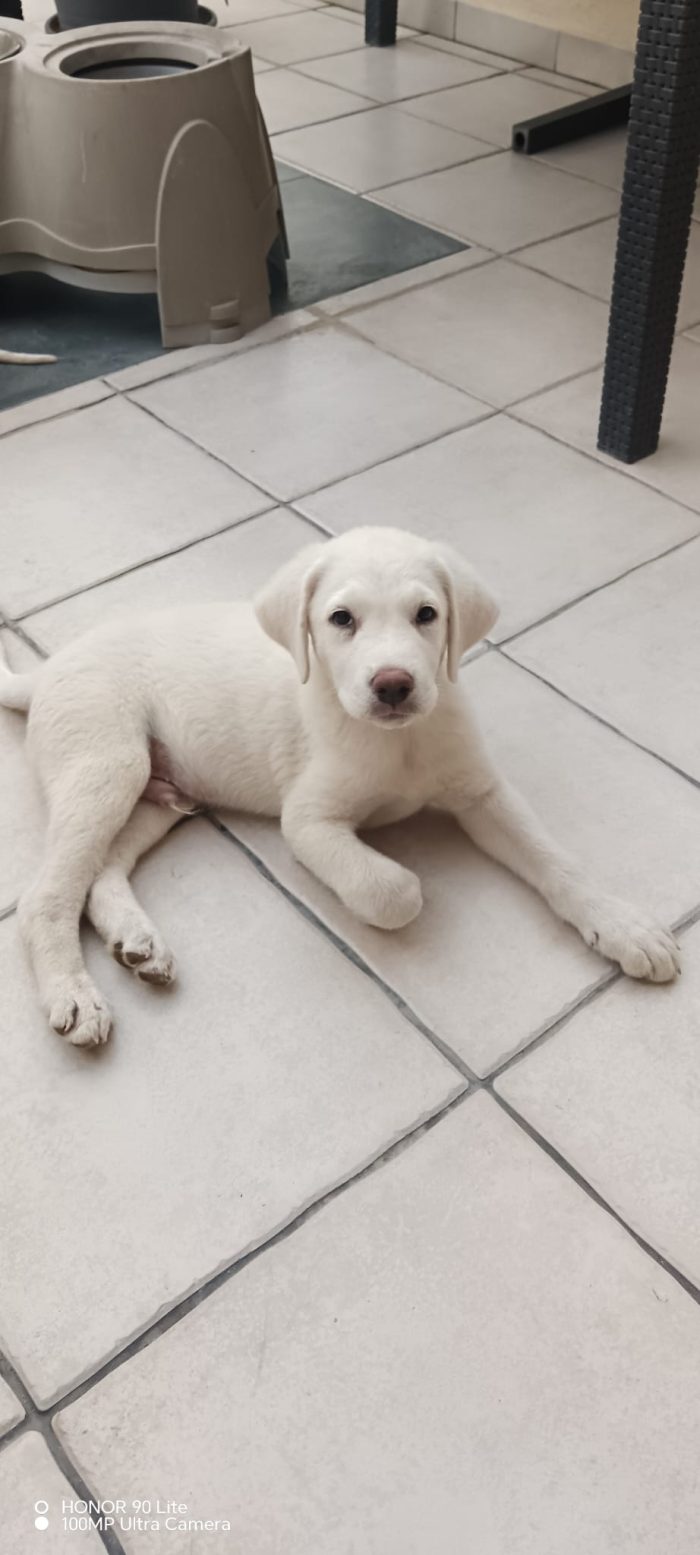3mesi maschietto tg media futura CAGLIARI