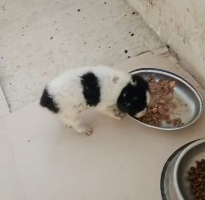Luisa: 2 mesi taglia contenuta.