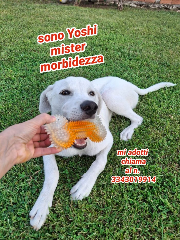 Un cucciolone meraviglioso Yoshi