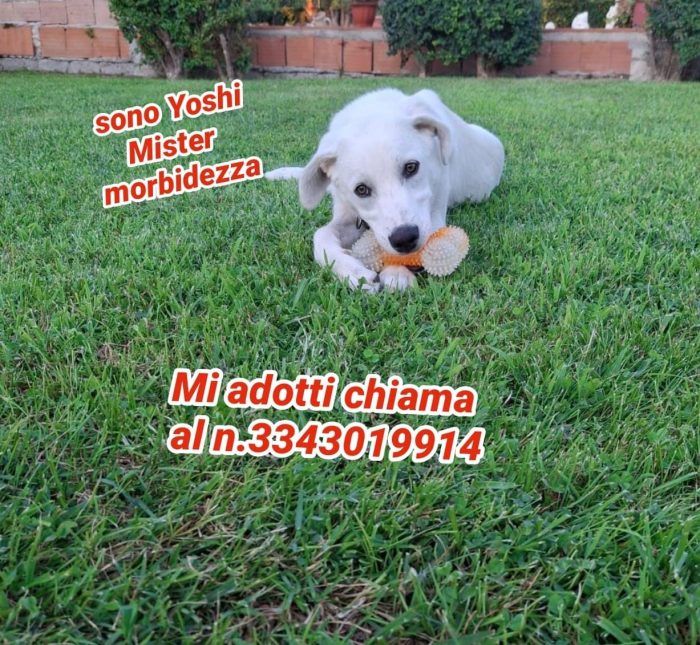 Un cucciolone meraviglioso Yoshi