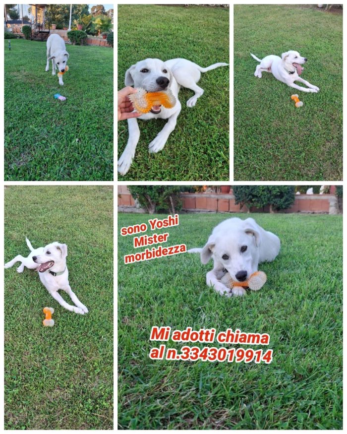 Un cucciolone meraviglioso Yoshi