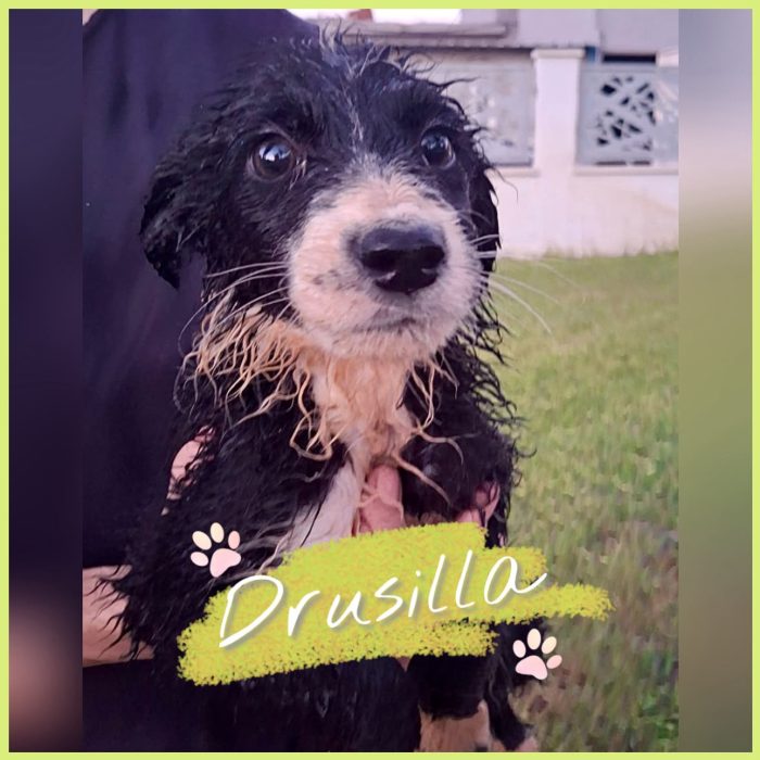 Dagli sfarzo di Roma... Drusilla