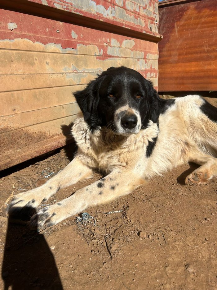 Lola splendida giovanotta simil Border Collie