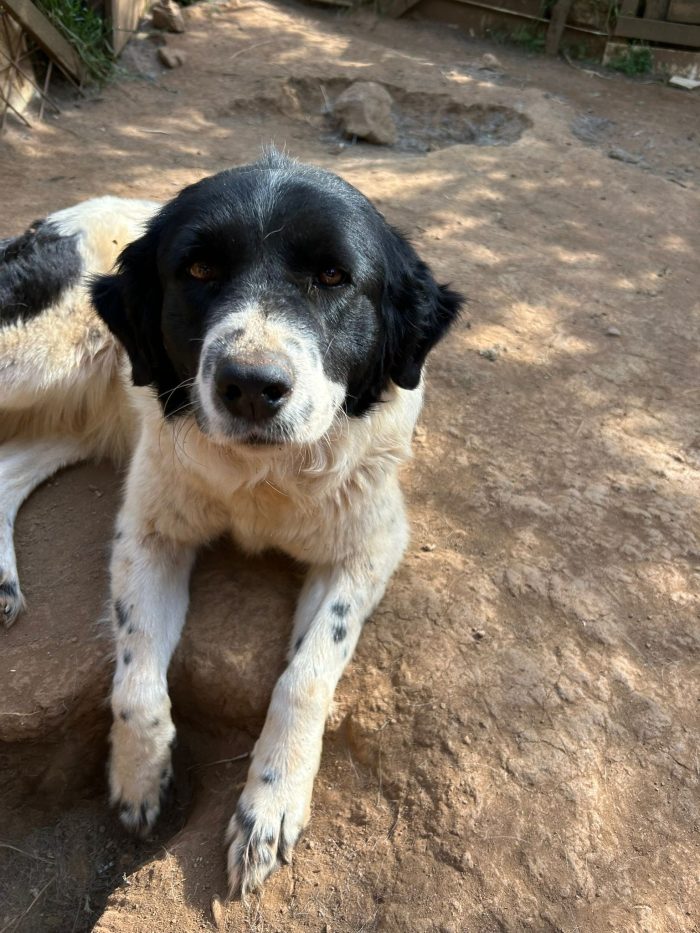 Lola splendida giovanotta simil Border Collie