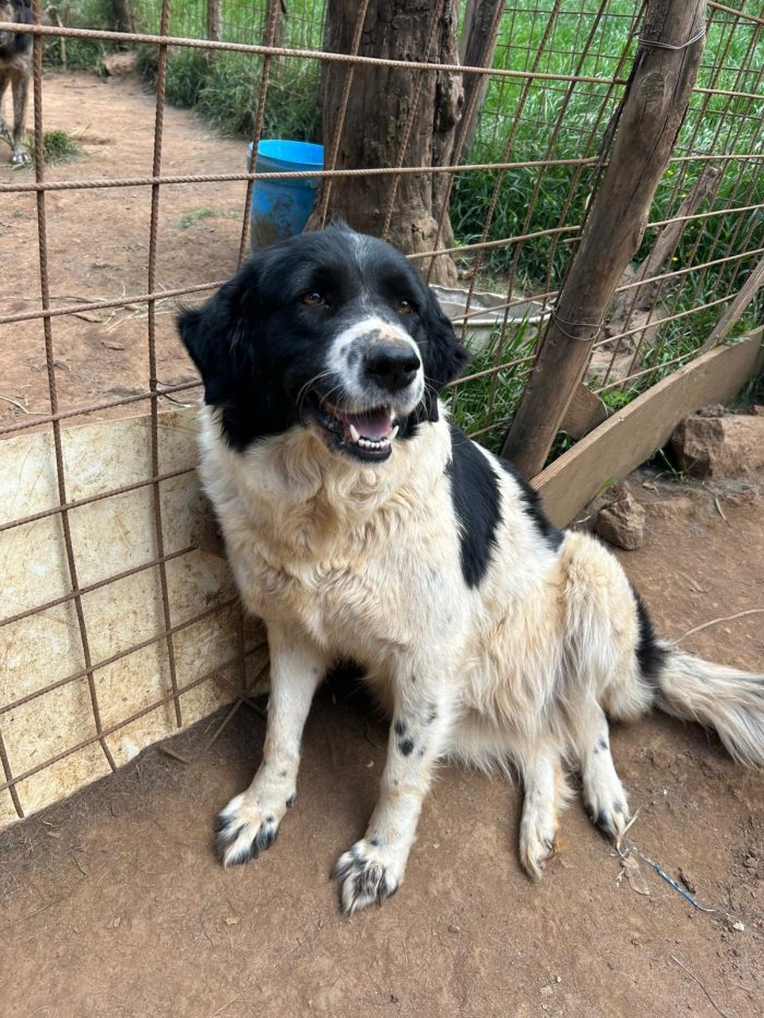 Lola splendida giovanotta simil Border Collie - media 6