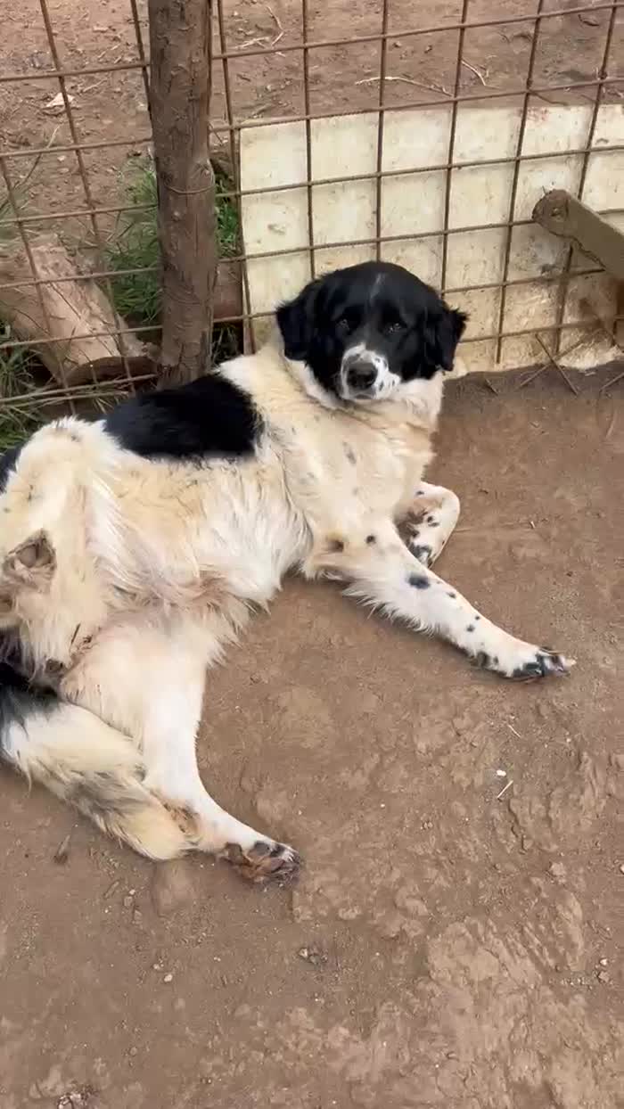 Lola splendida giovanotta simil Border Collie - media 7