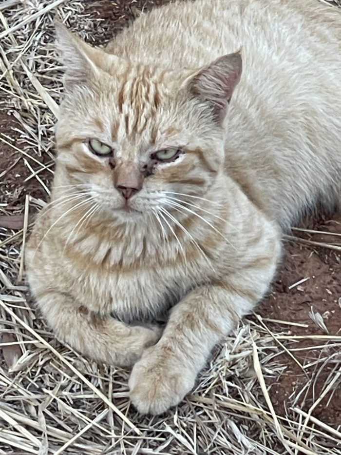 Leone cerca casa insieme a Nerina