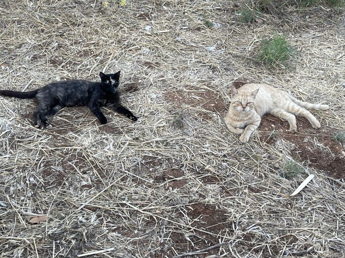Leone cerca casa insieme a Nerina